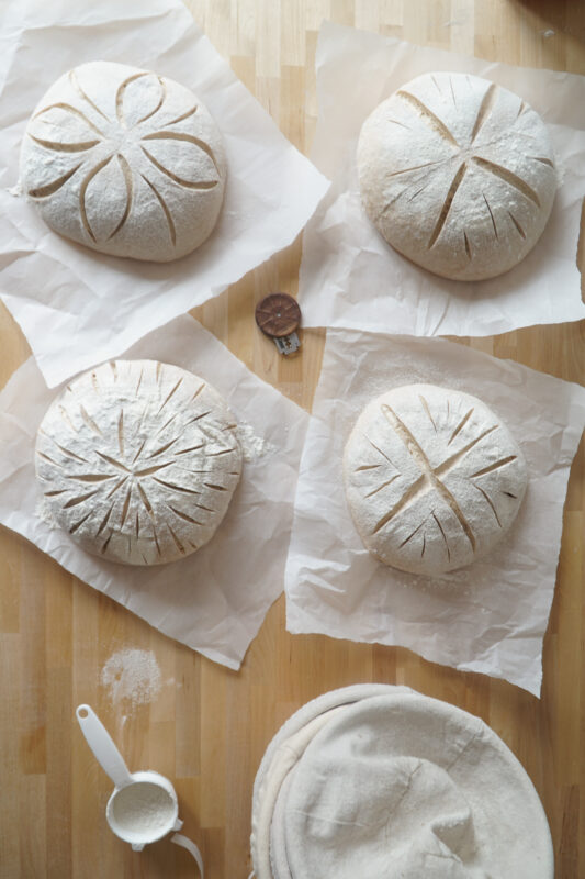 four unbaked sourdough loaves of bread 