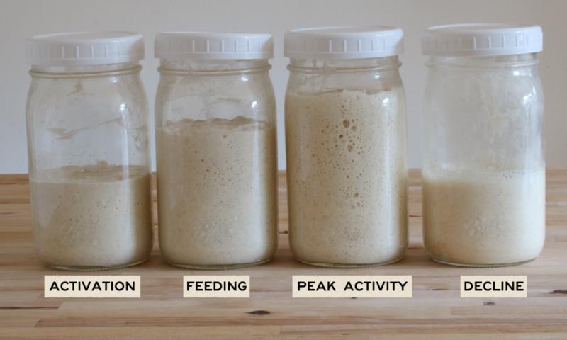 Stages of feeding a sourdough starter