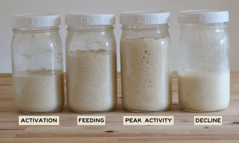 Sourdough Starter Comprehensive Guide   Feeding 800x480 